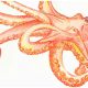 orange-octopus