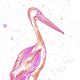 Pink and Orange Pelican