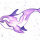 purple-killer-whale