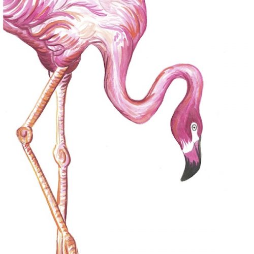 fashion flamingo